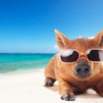 日光浴をするうり坊