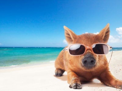 日光浴をするうり坊