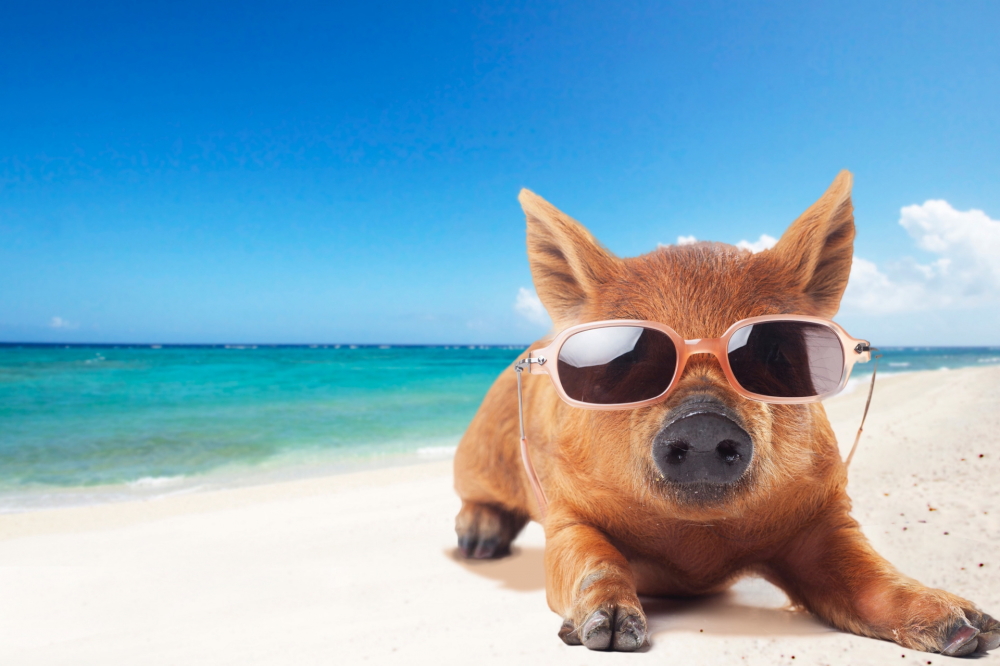 日光浴をするうり坊